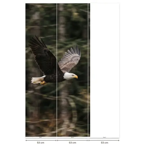Zeearend - Vliegen - Bos - Natuur Behang Vlies klein -USP_banen
