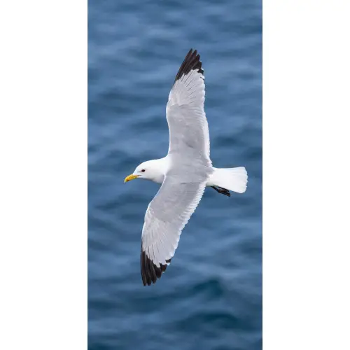 Zeemeeuw - Oceaan - Blauw Behang Vlies klein -3d_website