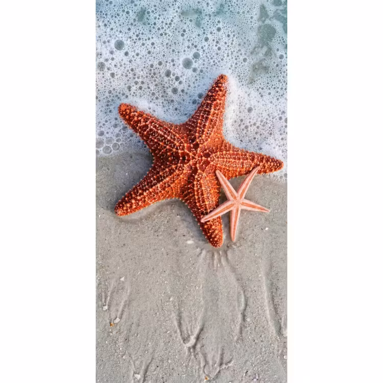 Zeester - Strand - Zee Behang Vlies klein -3d_website