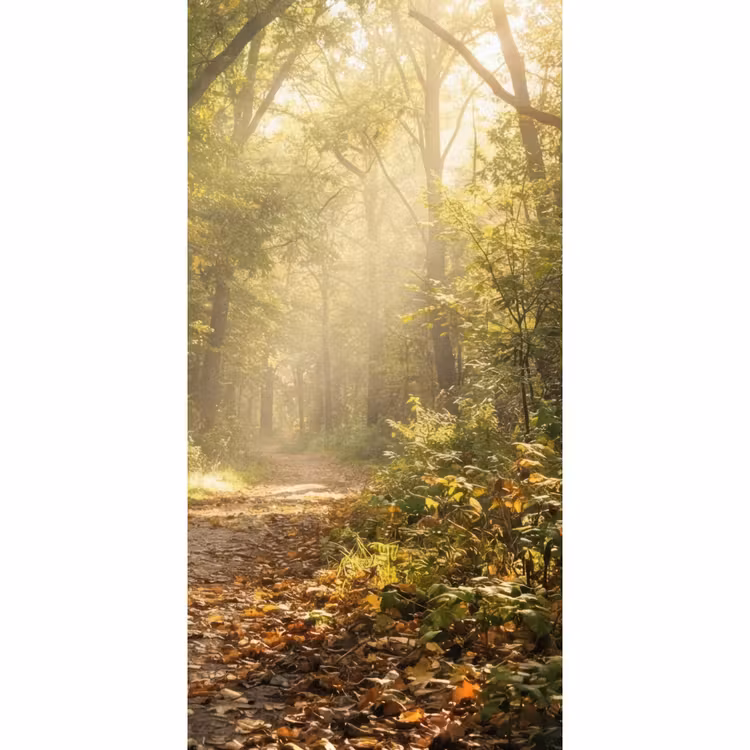 Zonlicht - Bospad - Bomen Behang Vlies klein -3d_website