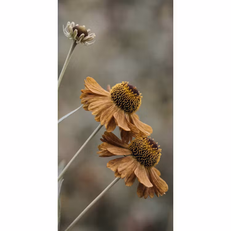 Zonnehoed - Droogbloemen - Geel - Warm Behang Vlies klein -3d_website