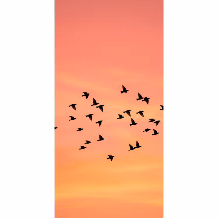 Zwerm - Vogels - Oranje Behang Vlies klein -3d_website