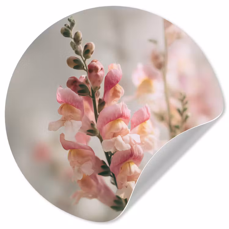Bloem - Leeuwenbek - Roze - Stengel Wandcirkel behangsticker klein -3d