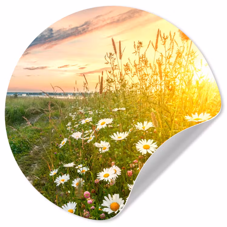 Bloemen - Madelief - Natuur - Zon - Horizon Wandcirkel behangsticker klein -3d