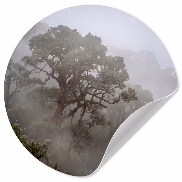 Boom - Mistig - Bos - Groen - Natuur Wandcirkel behangsticker klein -3d
