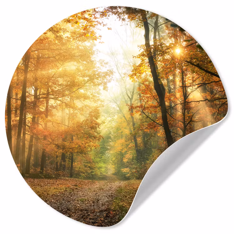 Bos - Herfst - Zon - Landschap - Natuur - Bomen - Bladeren Wandcirkel behangsticker klein -3d