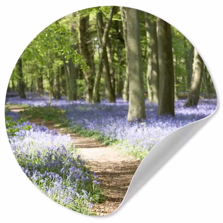 Bos - Pad - Bloemen - Paars - Groen - Natuur Wandcirkel behangsticker klein -3d