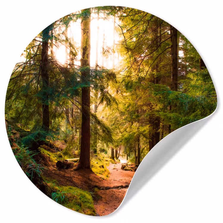 Bos - Pad - Bomen - Groen - Zon - Natuur Wandcirkel behangsticker klein -3d