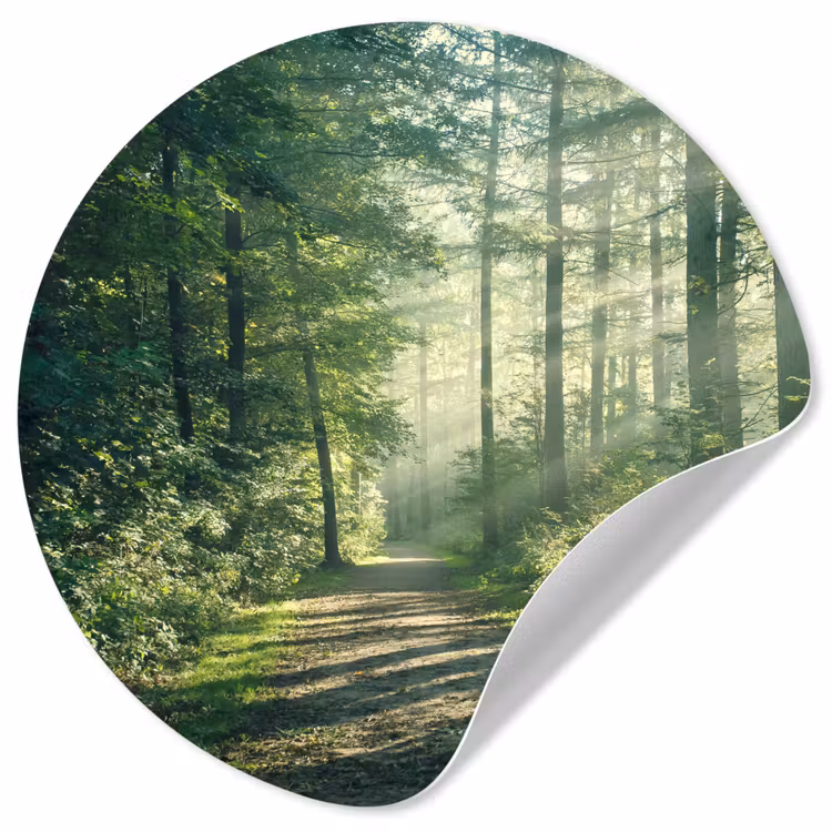 Bos - Pad - Zon - Bomen - Groen - Natuur Wandcirkel behangsticker klein -3d