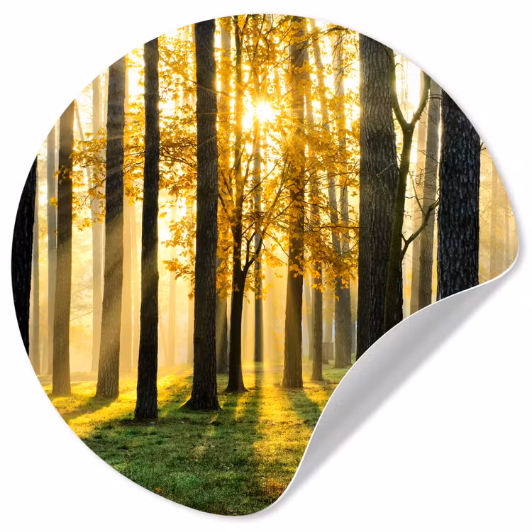 Bos - Zon - Bomen - Gras - Landschap - Natuur Wandcirkel behangsticker klein -3d