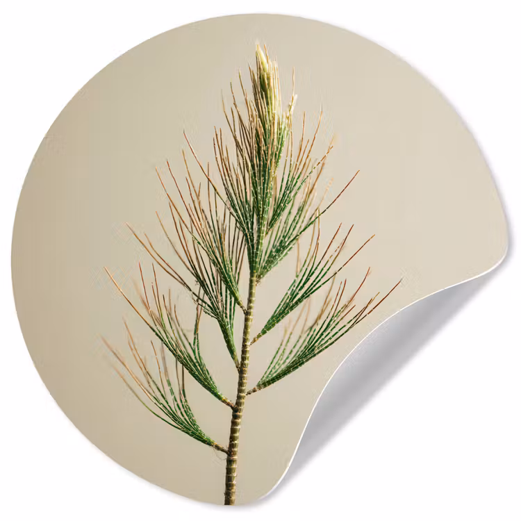 Dennentak - Naaldvormige bladeren - Lichtgroen Wandcirkel behangsticker klein -3d
