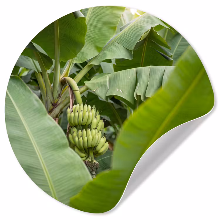 Eten - Bananen - Plantage - Groen Wandcirkel behangsticker klein -3d