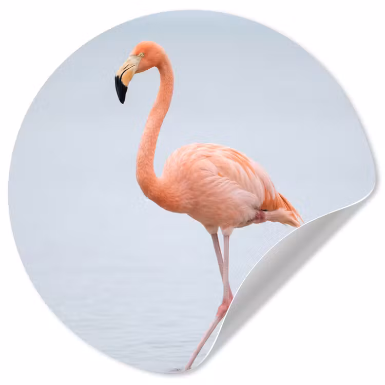 Flamingo - Zee - Roze Wandcirkel behangsticker klein -3d
