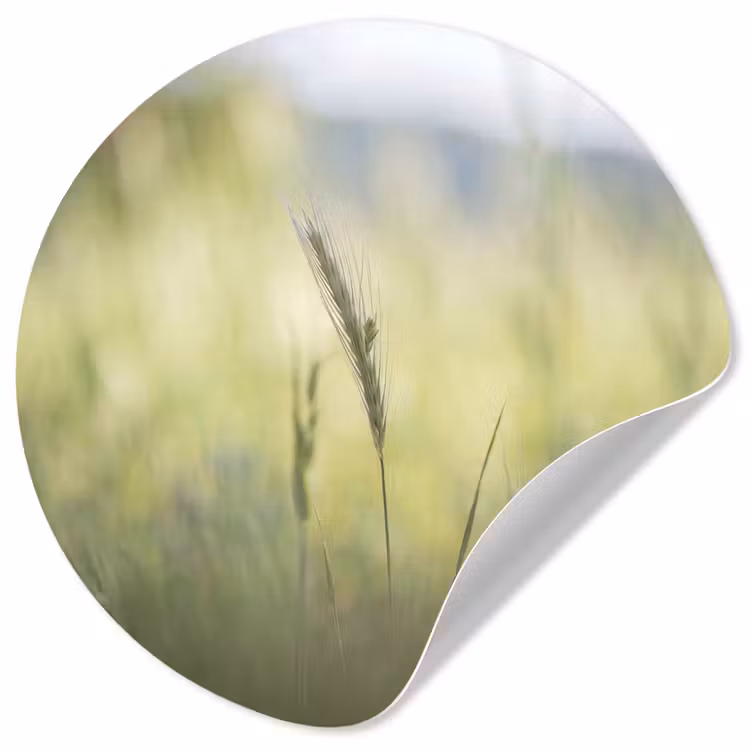 Graan - Aar - Natuur - Groen - Detail Wandcirkel behangsticker klein -3d