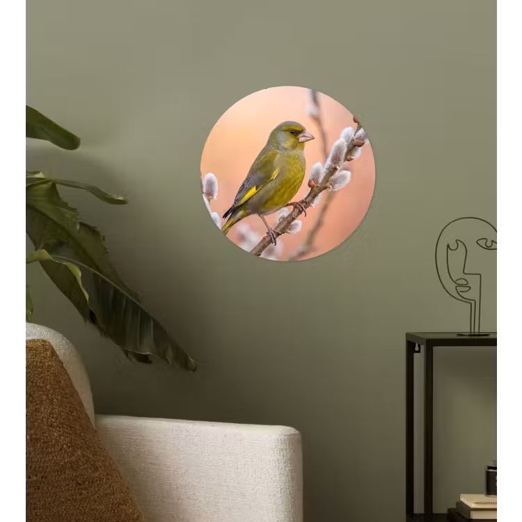 Groenling - Katjes - Lente - Natuur - Zacht Wandcirkel behangsticker klein -sfeer2