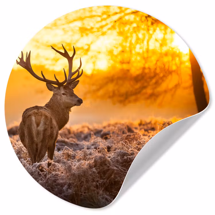 Hert - Dieren - Zonsondergang - Winter - Heide - Natuur Wandcirkel behangsticker klein -3d