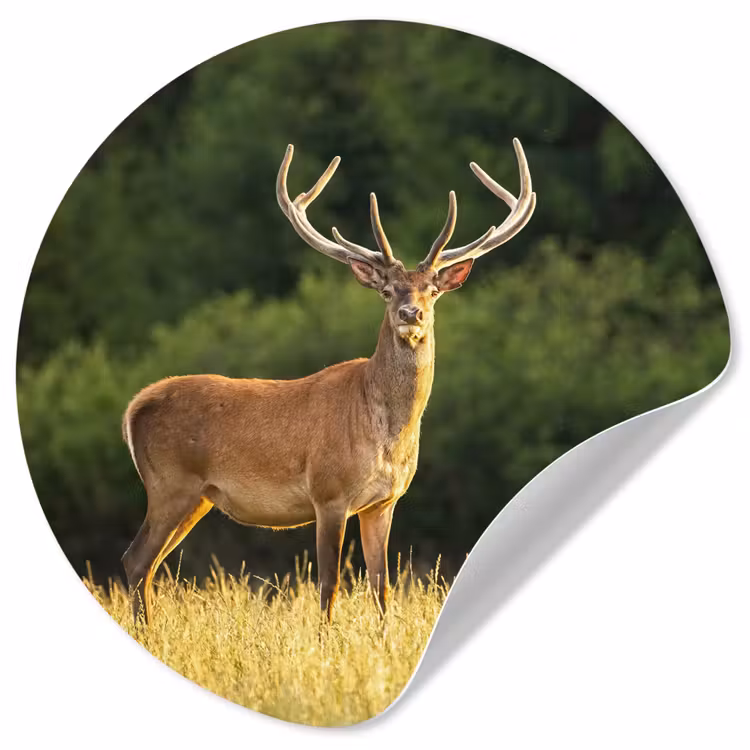 Hert - Gewei - Gras - Natuur - Dieren - Groen Wandcirkel behangsticker klein -3d