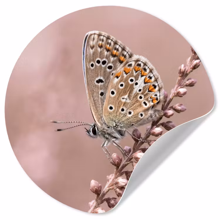 Lavendel - Vlinder - Paars Wandcirkel behangsticker klein -3d