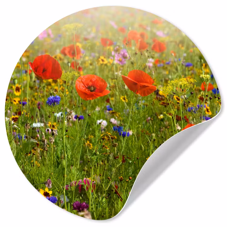 Lente - Bloemen - Rood - Klaproos - Gras - Groen Wandcirkel behangsticker klein -3d