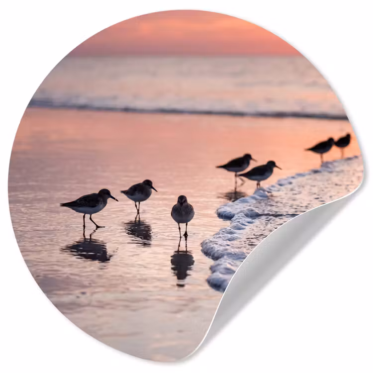Meeuwen - Strand - Zee - Roze Wandcirkel behangsticker klein -3d