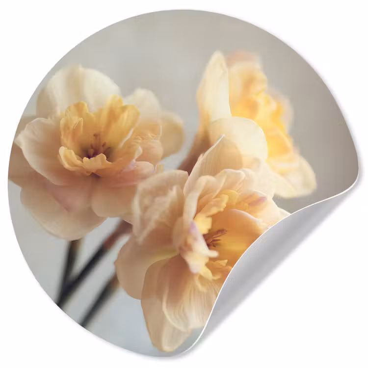 Narcissen - Geel - Bloemblaadjes Wandcirkel behangsticker klein -3d