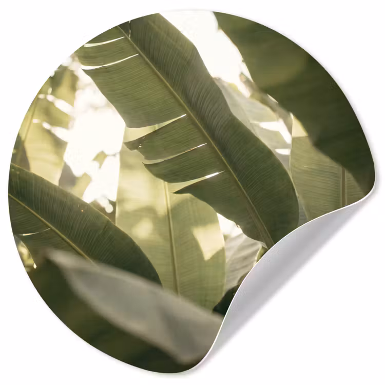 Natuur - Bladeren - Groen - Tropisch - Detail Wandcirkel behangsticker klein -3d