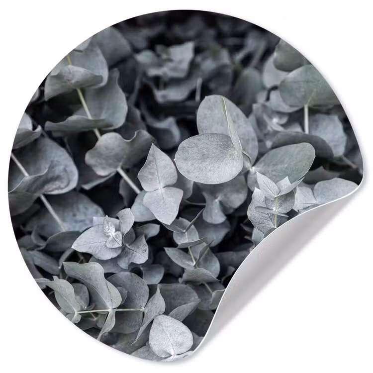 Natuur - Planten - Eucalyptus - Bladeren Wandcirkel behangsticker klein -3d