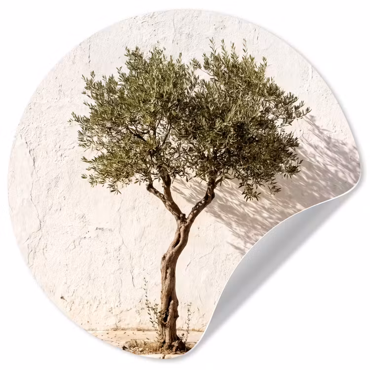 Behangcirkel - Olijfboom - muur - wit - Olijfboom - muur - wit Wandcirkel behangsticker klein