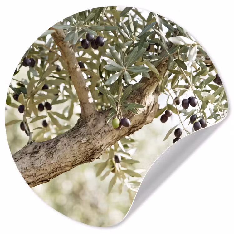 Behangcirkel - Olijfboom - tak - groen - Olijfboom - tak - groen Wandcirkel behangsticker klein