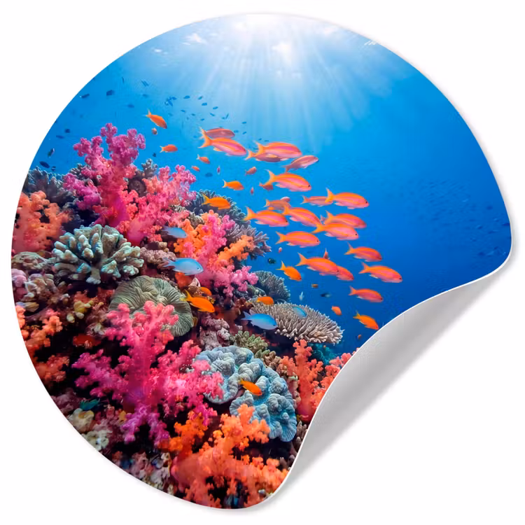 Onderwater - Koraalrif - Vissen - Oceaan - Natuur Wandcirkel behangsticker klein -3d