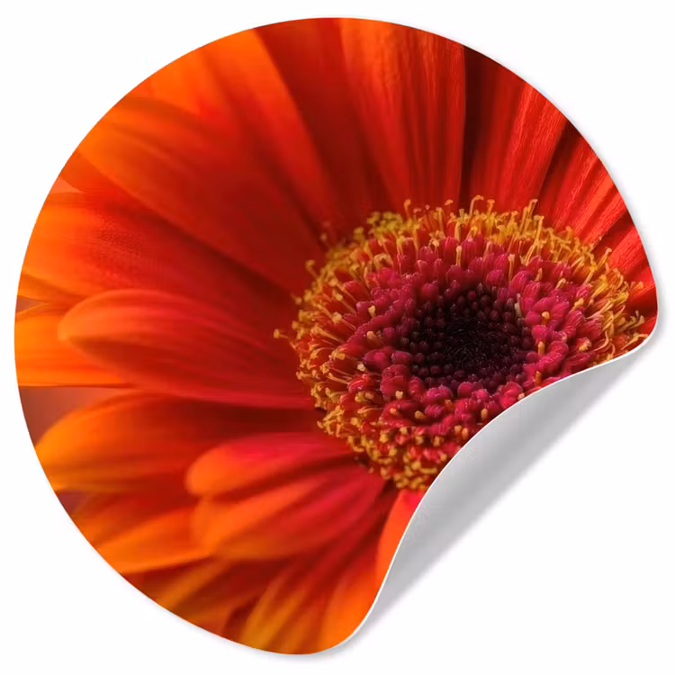 Oranje - Gerbera - Intens Wandcirkel behangsticker klein -3d