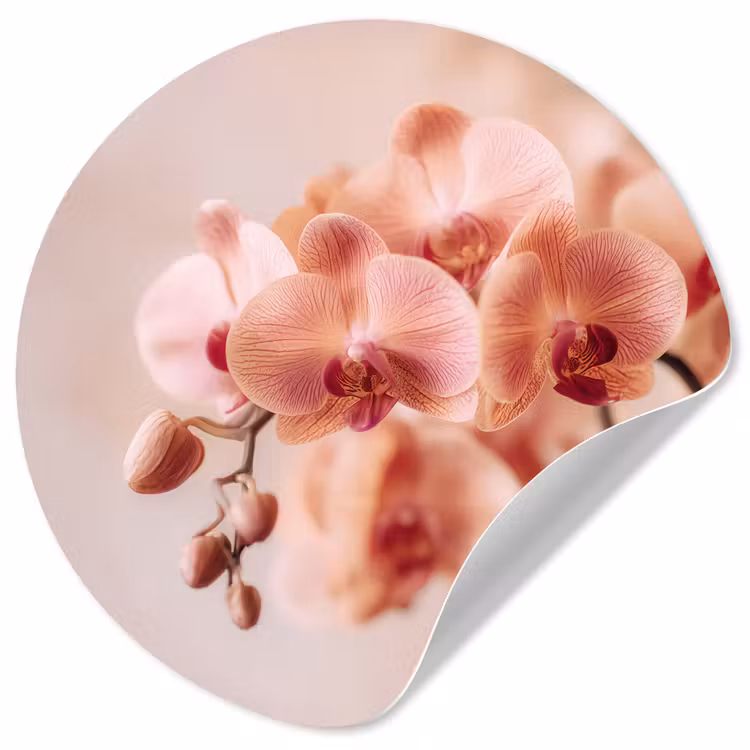 Orchidee - Bloemen - Roze - Bloemblaadjes Wandcirkel behangsticker klein -3d
