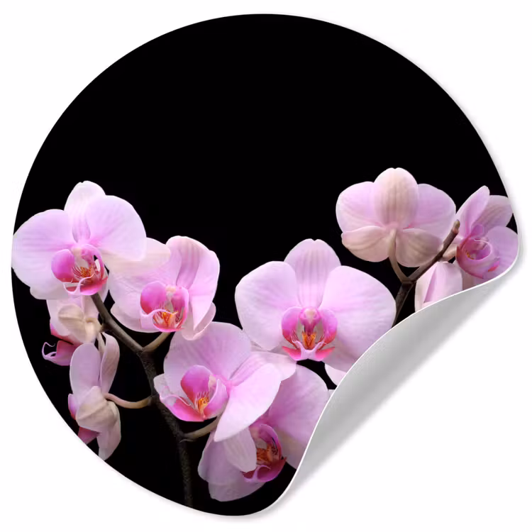 Orchidee - Bloemen - Roze - Flora Wandcirkel behangsticker klein -3d