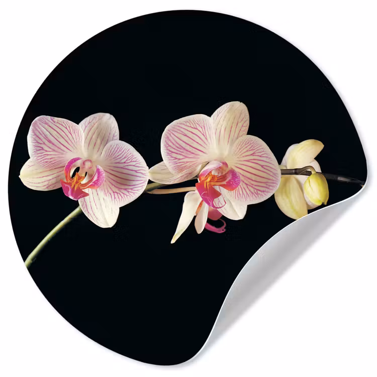 Orchidee - Bloemen - Zwart - Roze - Knoppen Wandcirkel behangsticker klein -3d