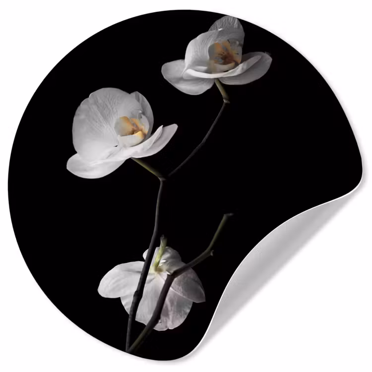 Orchidee - Bloemen - Zwart - Wit - Stilleven Wandcirkel behangsticker klein -3d