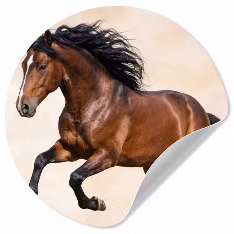 Paard - Galop - Energie Wandcirkel behangsticker klein -3d