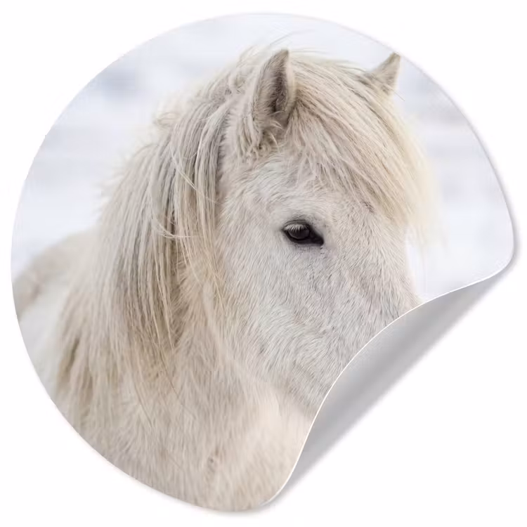 Paard - Kop - Winter - Dieren - Wit Wandcirkel behangsticker klein -3d