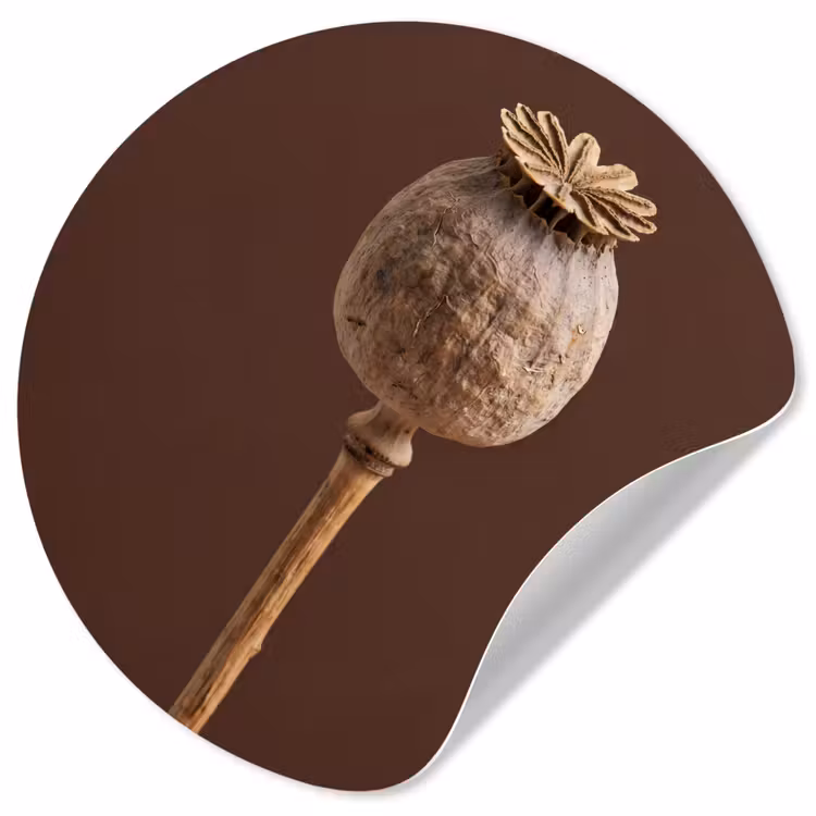 Papaverbol - Droogbloem - Bruin - Minimalistisch Wandcirkel behangsticker klein -3d