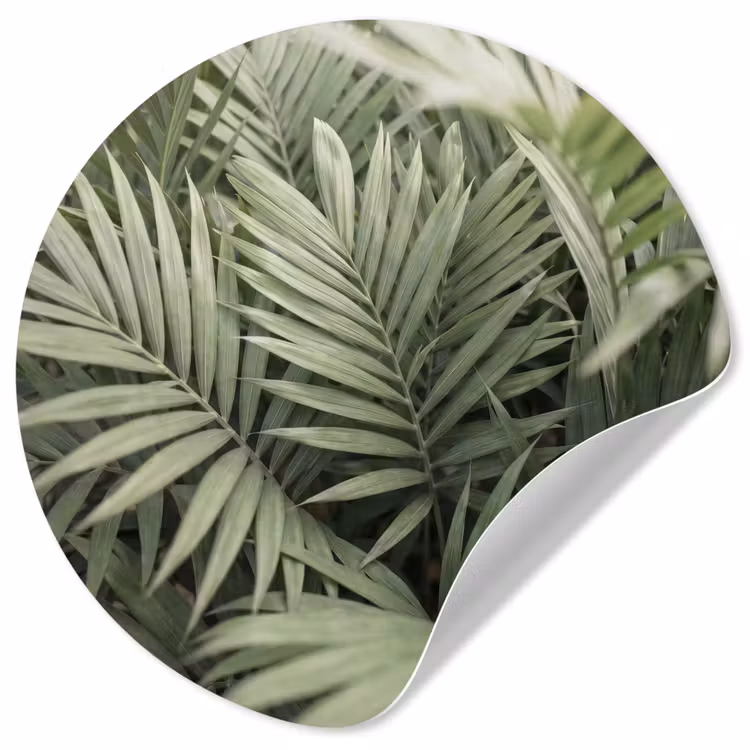 Plant - Palmbladeren - Natuur - Groen Wandcirkel behangsticker klein -3d
