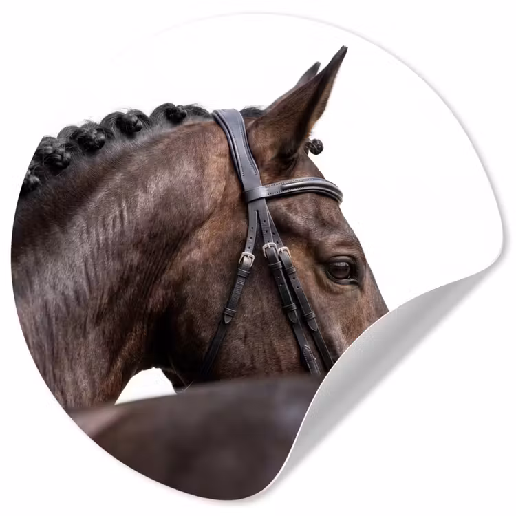 Portret - Paard - Elegant Wandcirkel behangsticker klein -3d