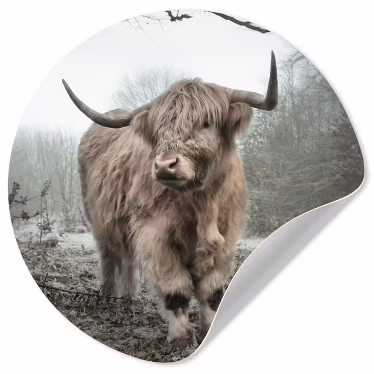 Schotse Hooglander - Bos - Mist - Koe - Dieren - Natuur Wandcirkel behangsticker klein -3d