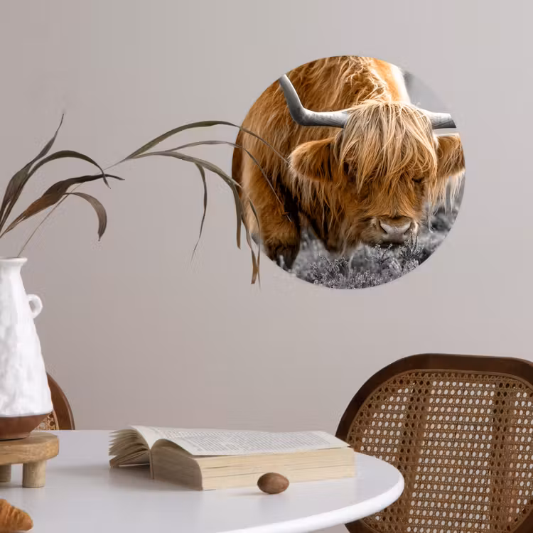 Schotse Hooglander - Dieren - Bruin - Koe - Zwart - Wit - Natuur Wandcirkel behangsticker klein -sfeer3