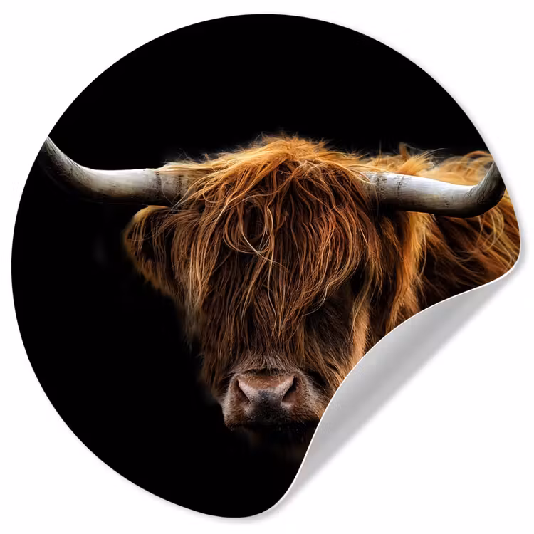 Schotse Hooglander - Horens - Zwart - Dieren - Natuur - Wild - Koe Wandcirkel behangsticker klein -3d