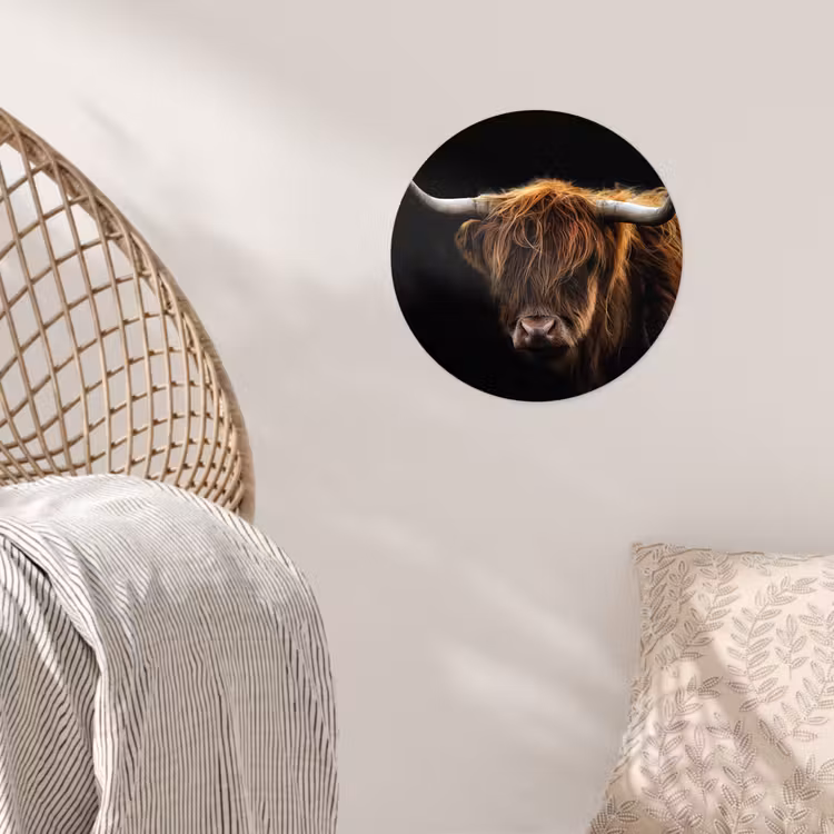 Schotse Hooglander - Horens - Zwart - Dieren - Natuur - Wild - Koe Wandcirkel behangsticker klein -sfeer4