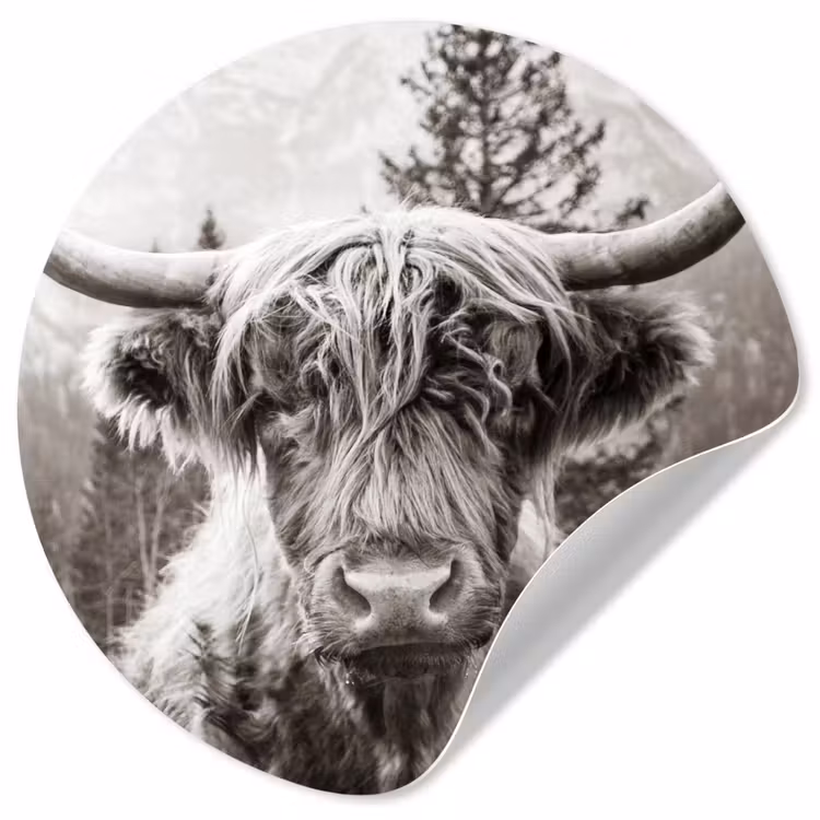 Schotse hooglander - Koe - Dieren - Zwart - Wit Wandcirkel behangsticker klein -3d