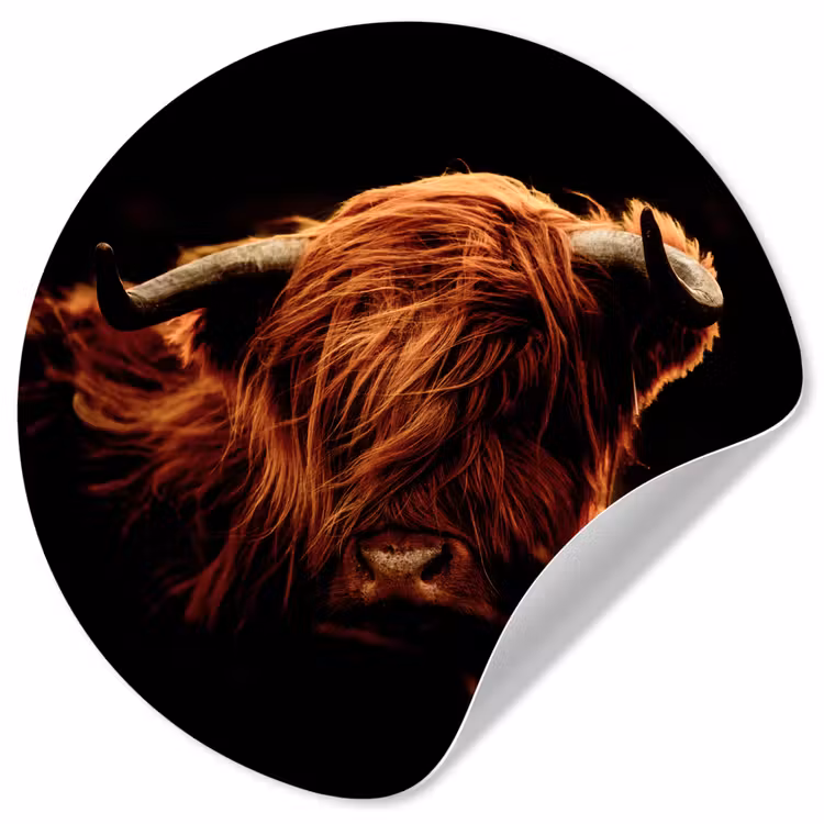 Schotse hooglander - Koe - Hoorns - Portret - Dieren Wandcirkel behangsticker klein -3d