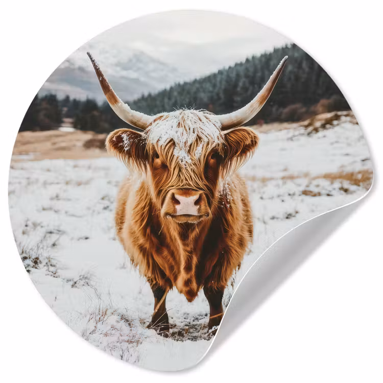 Schotse Hooglander - Landschap - Sneeuw - Bergen - Winter Wandcirkel behangsticker klein -3d