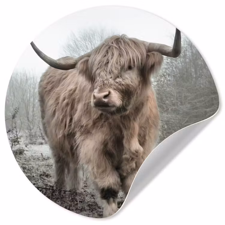 Schotse hooglander - Natuur - Herfst - Dieren - Wild - Bos Wandcirkel behangsticker klein -3d