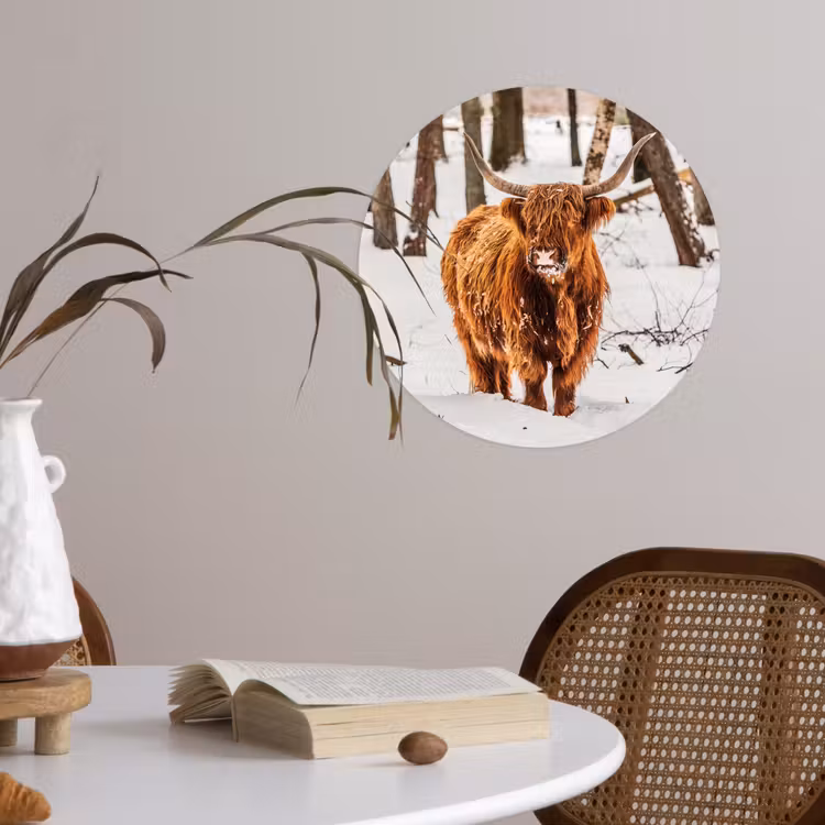 Schotse Hooglander - Sneeuw - Winter - Natuur - Dieren Wandcirkel behangsticker klein -sfeer3