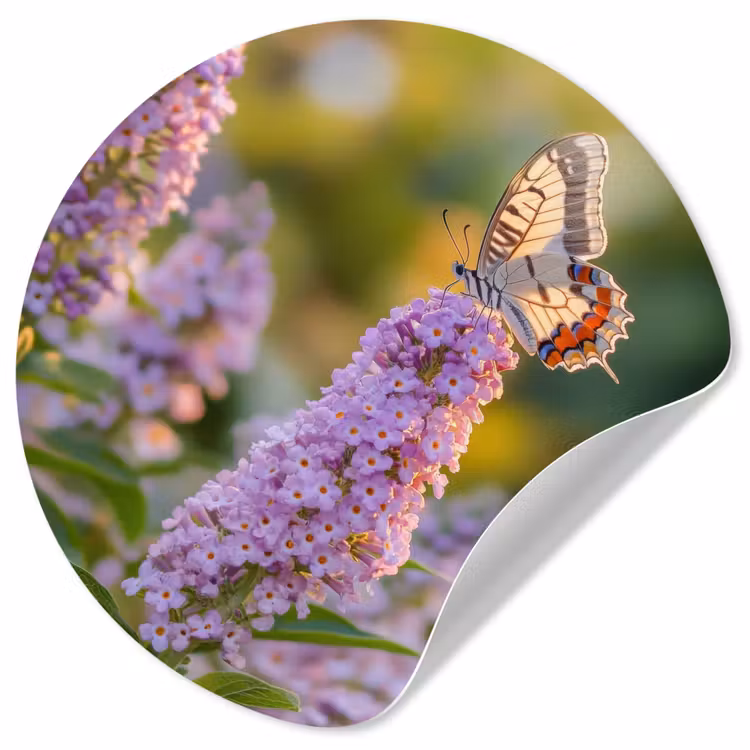 Sierlijke - Vlinder - Paarse - Bloemen Wandcirkel behangsticker klein -3d